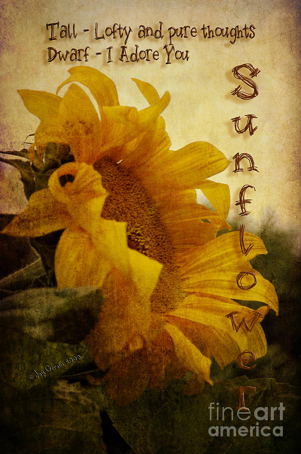 Sunflower Photograph - Sunflower - I Adore You by Joy Gerow