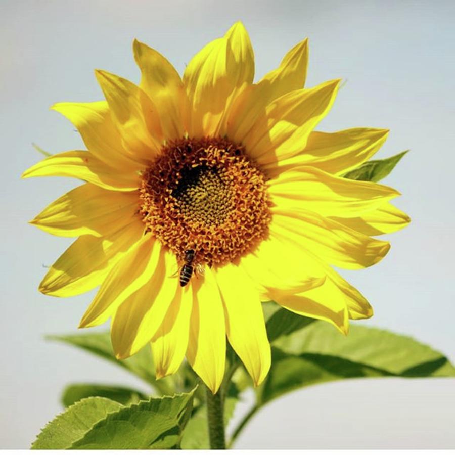 Summer Photograph - #sunflower #подсолнухи#сад by Olga Strogonova