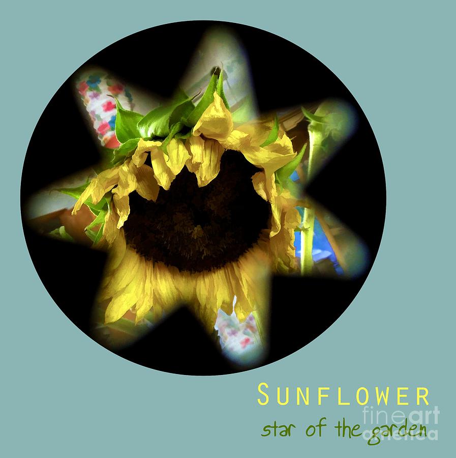 Sunflower . star of the garden Photograph by Renee Trenholm