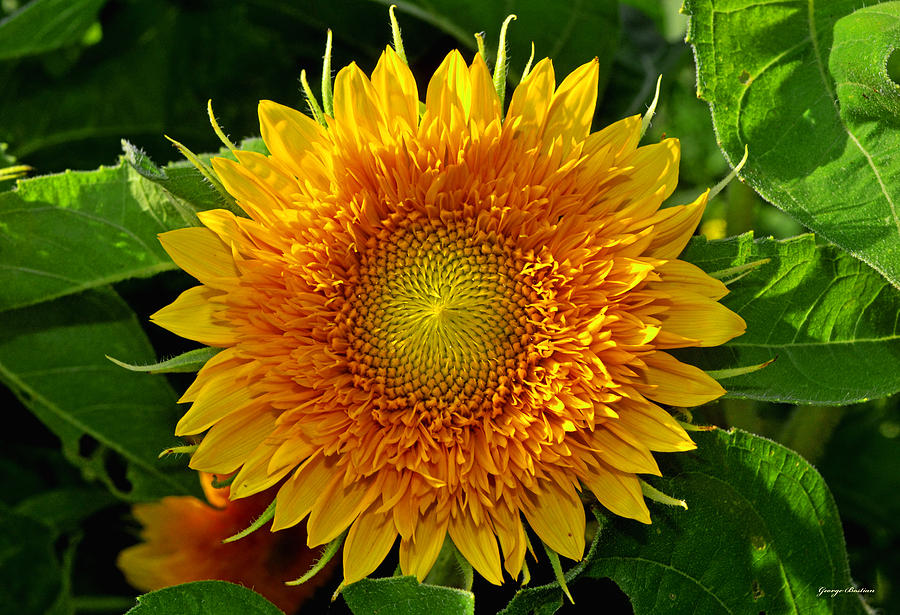 Sunflower Photograph - Sunflower 004 by George Bostian