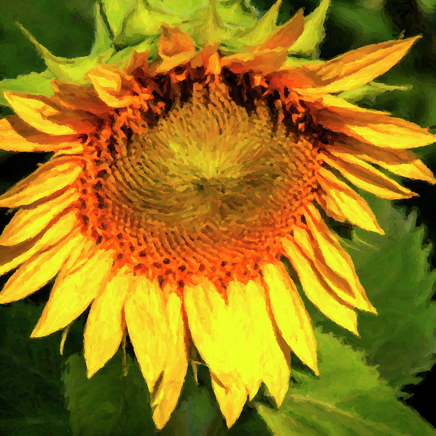 Sunflower -1 Photograph by Alan Hausenflock