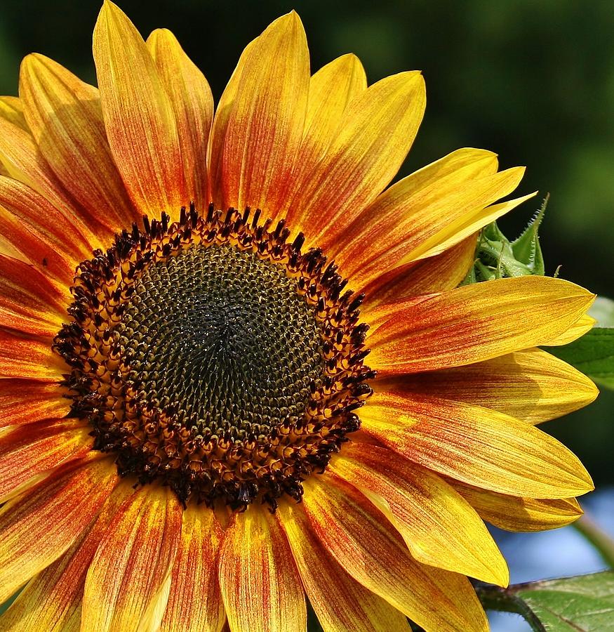 Sunflower 1 Photograph by Bruce Bley