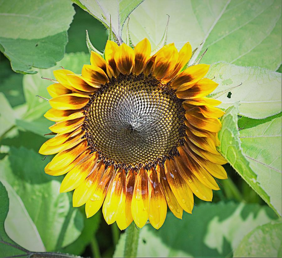 Sunflower 1 Photograph by Charles HALL