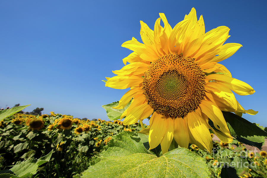 Sunflower 1 Photograph by Daniel Knighton