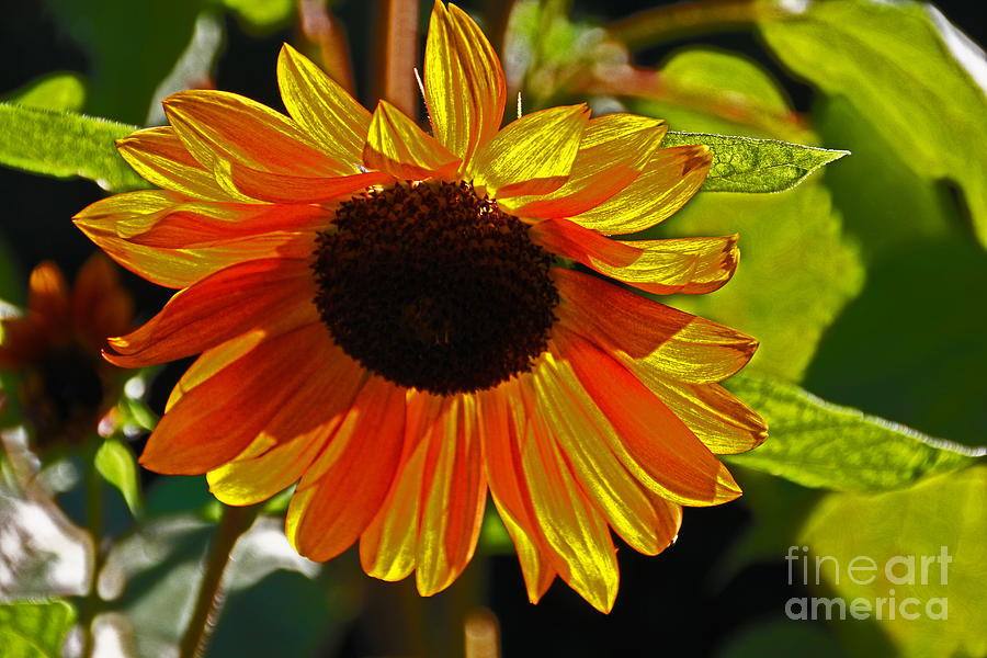 Sunflower 1 Photograph by David Frederick