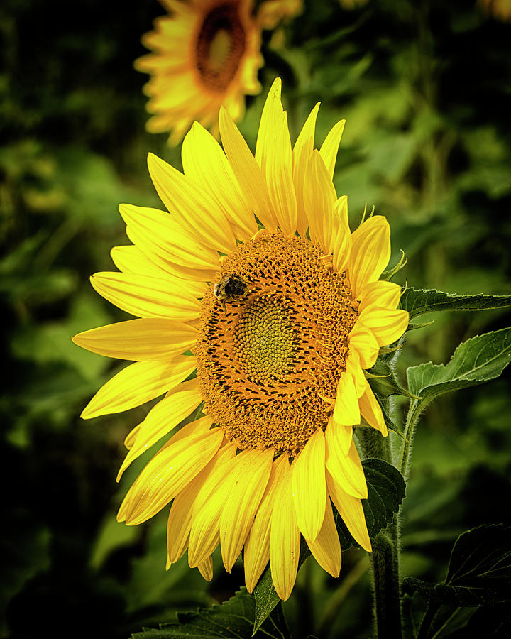 Sunflower 1 Photograph by Deborah Ritch