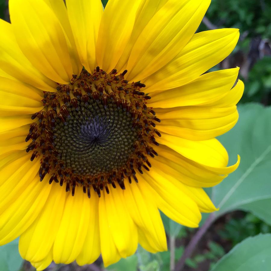 Sunflower Photograph - Sunflower 1 by Glen McGraw