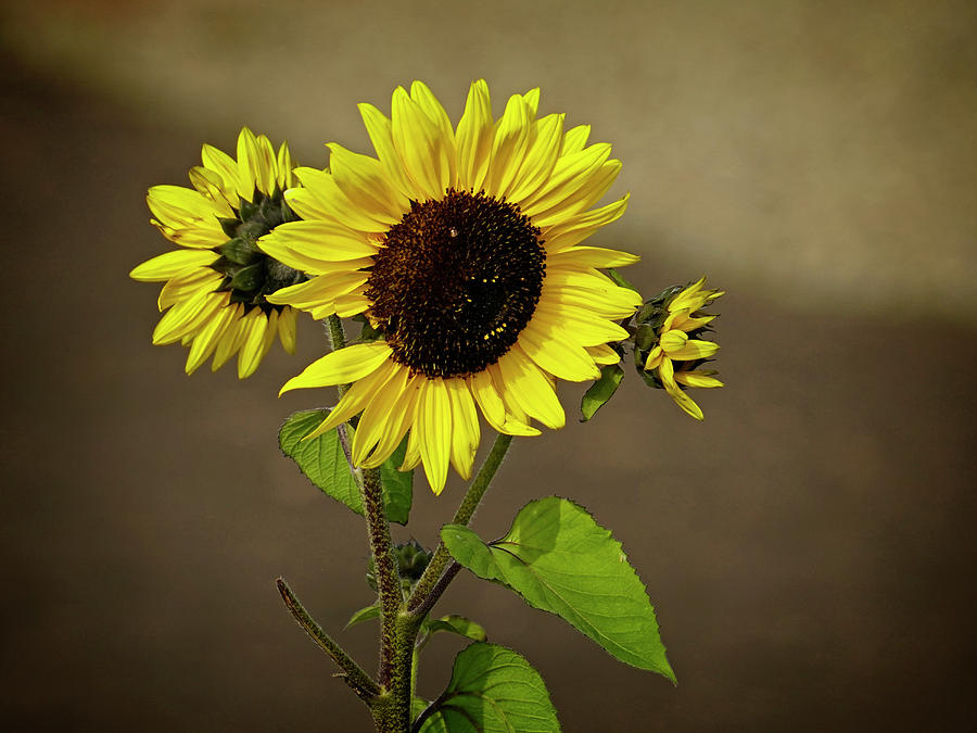 Sunflower 1 Photograph by Inge Riis McDonald
