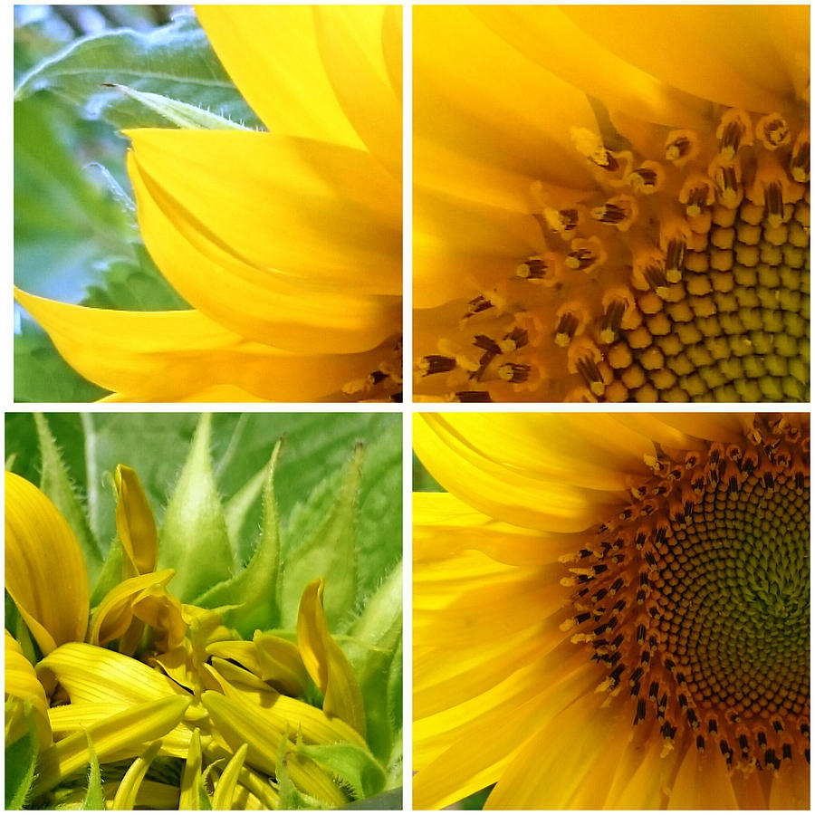 Sunflower -1 Photograph by Jacqueline Schreiber