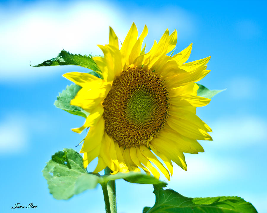 Sunflower 1 Photograph by Jana Rosenkranz
