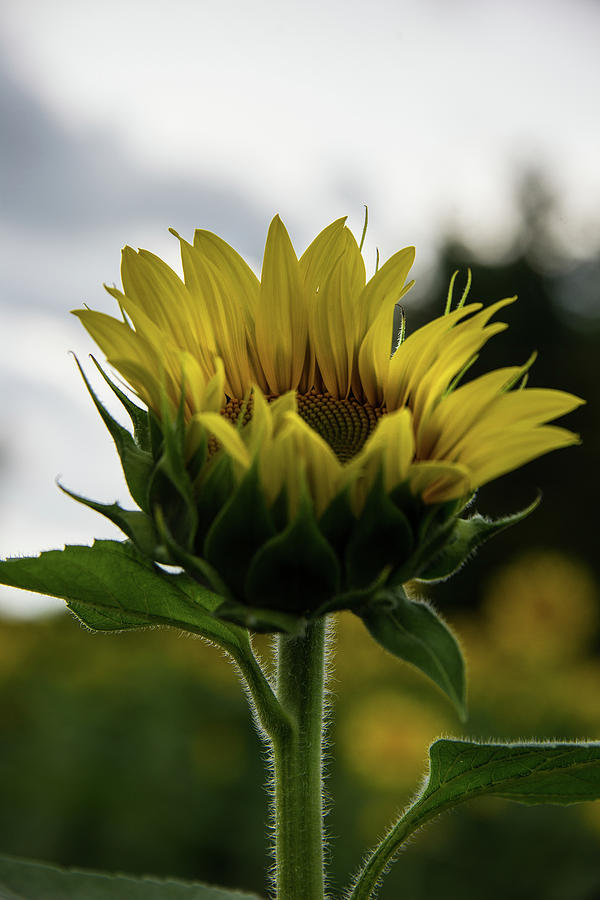 Sunflower 1 by Lindy Grasser Sunflower 1 by Lindy Grasser