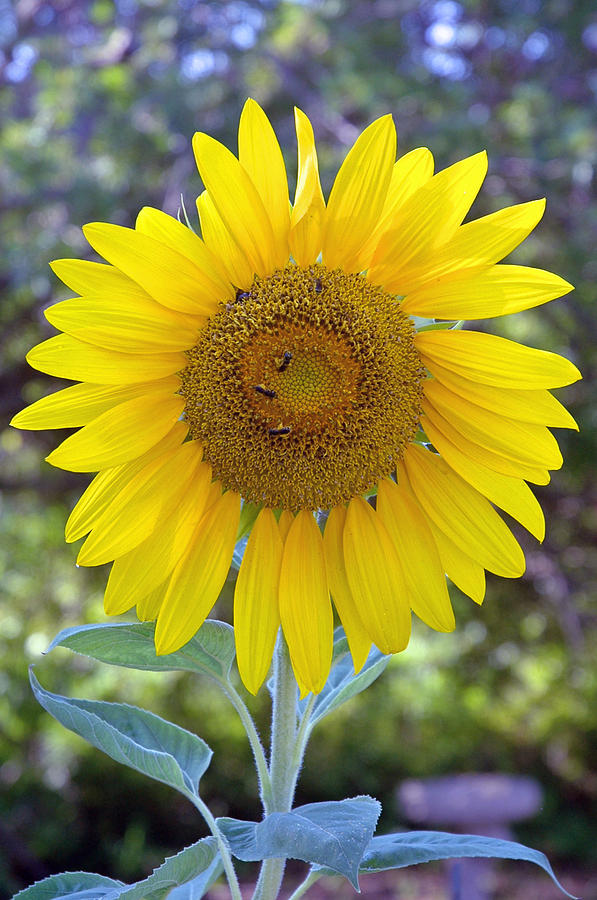 Sun Flower Photograph - Sunflower 1 by Mickie Boothroyd Sun Flower Photograph - Sunflower 1 by Mickie Boothroyd