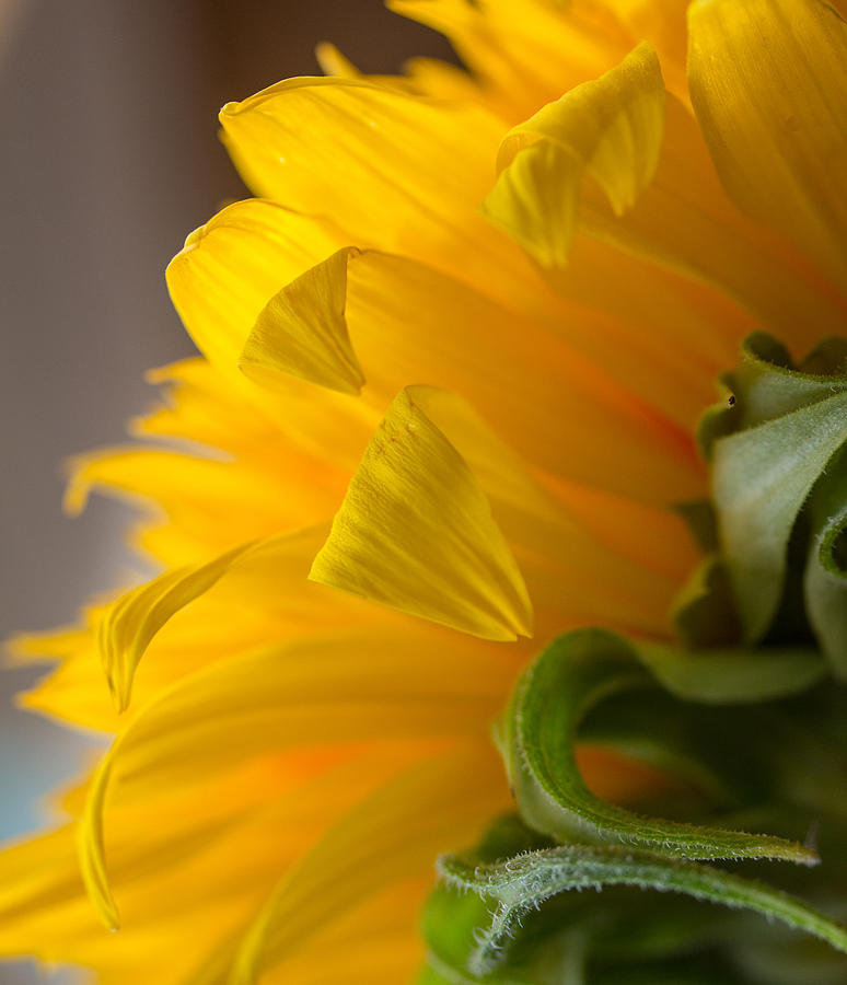 Nature Photograph - Sunflower 1 by Mo Barton