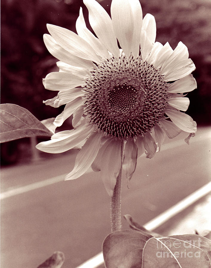 Sunflower Photograph - Sunflower 1 by Mukta Gupta