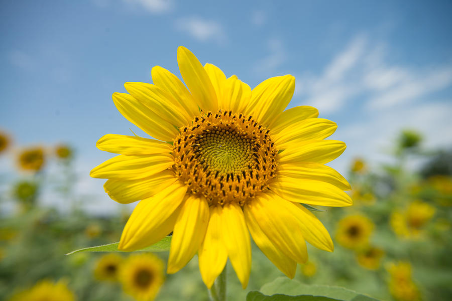Sunflower 1 Photograph by Stacy Abbott