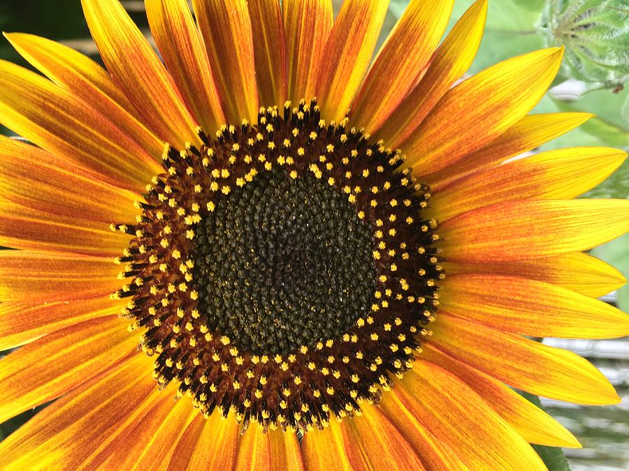 Sunflower 1 Photograph by Vijay Sharon Govender