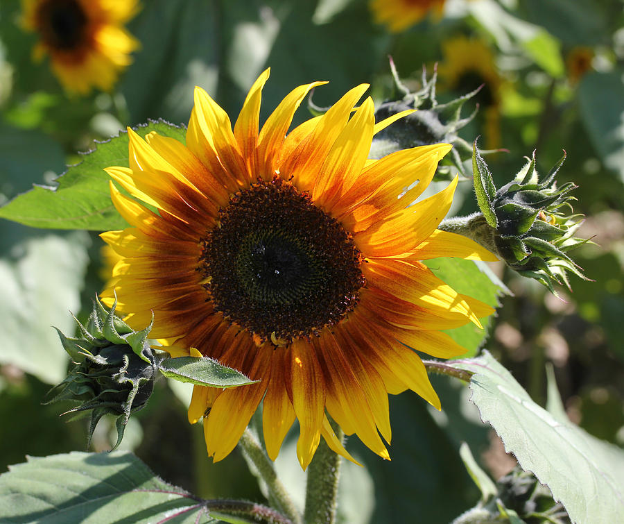 Sunflower 101 Photograph by Mary Bedy