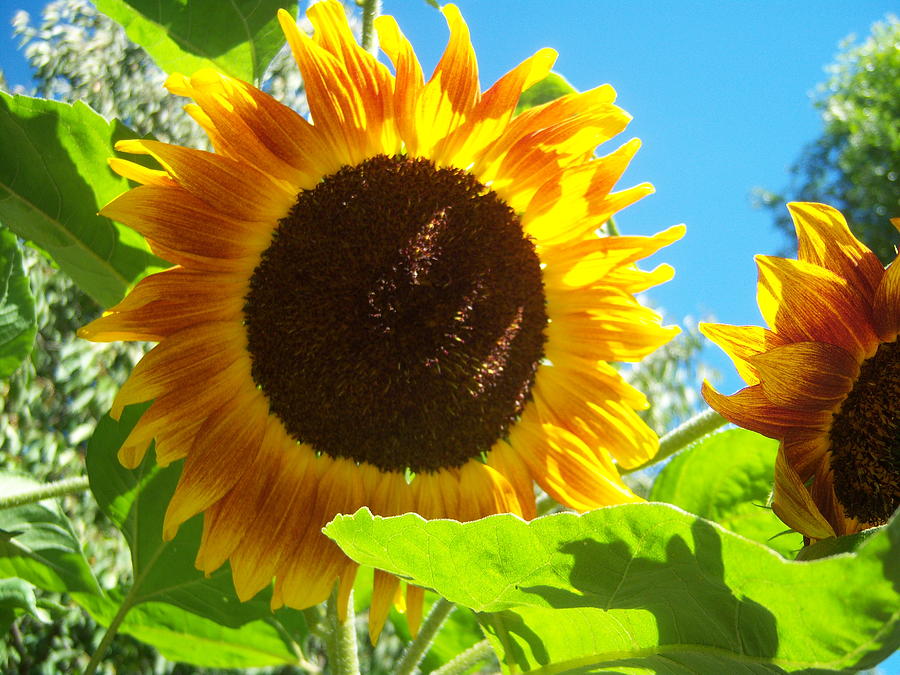 Sun Photograph - Sunflower 117 by Ken Day
