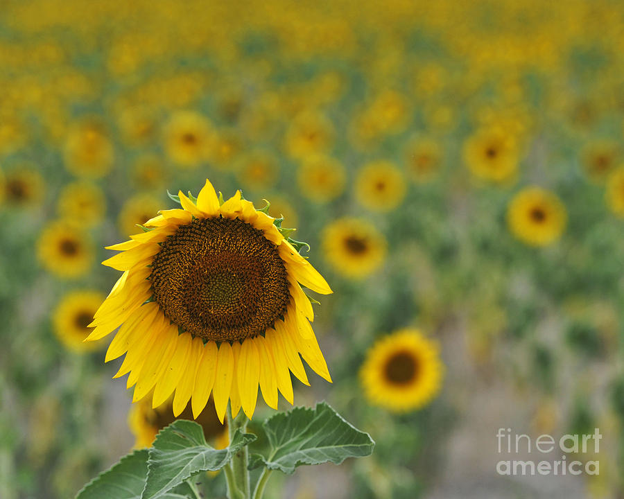 Sunflower #124 Photograph by Carien Schippers