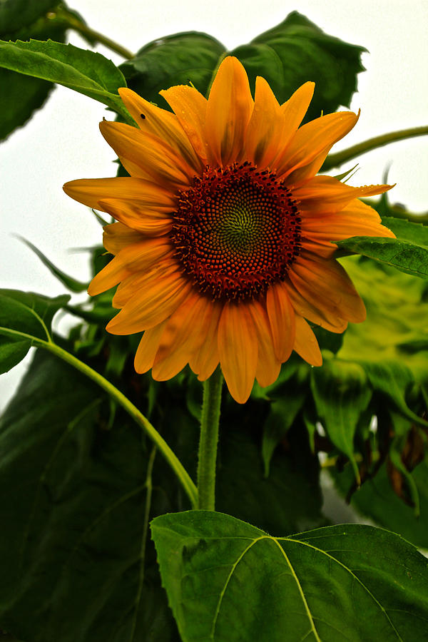 Sunflower 16 Photograph by Kevin Wheeler