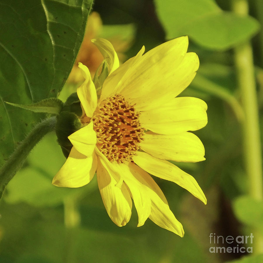 Sunflower 16 Photograph by Lizi Beard-Ward
