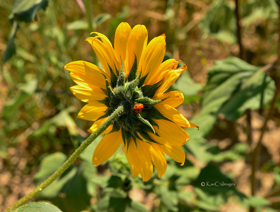 Sunflower 182 with Lady Bug Photograph by Kae Cheatham