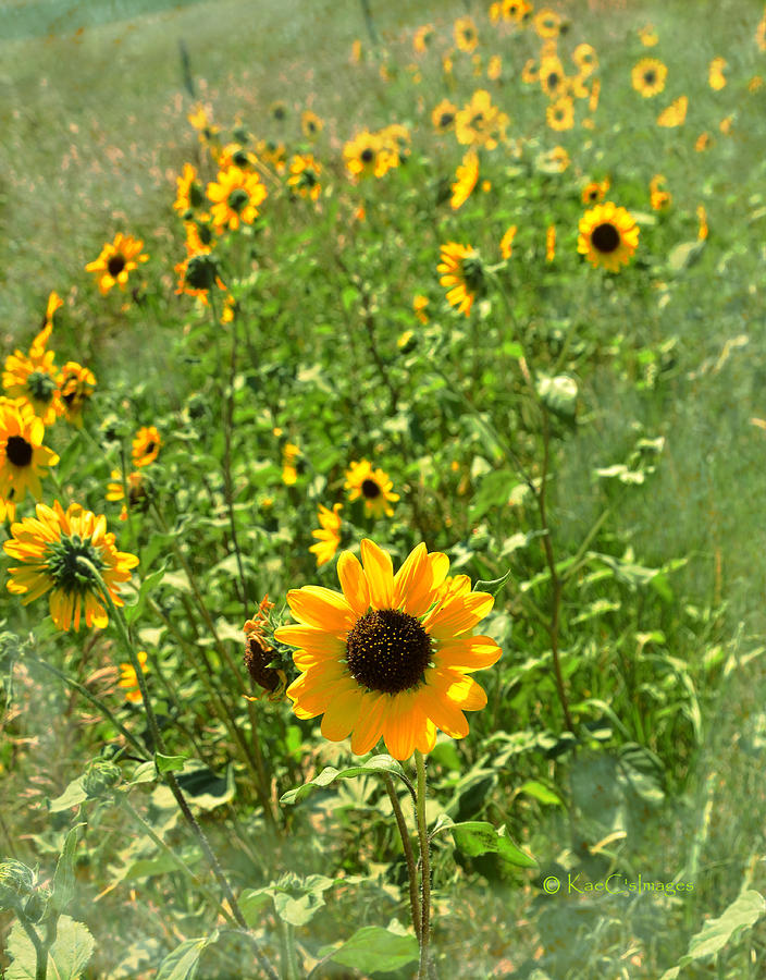 Sunflower 183 Mixed Media by Kae Cheatham