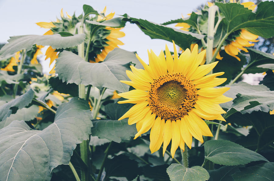 Sunflower 19 #sunflowers Photograph by Andrea Anderegg