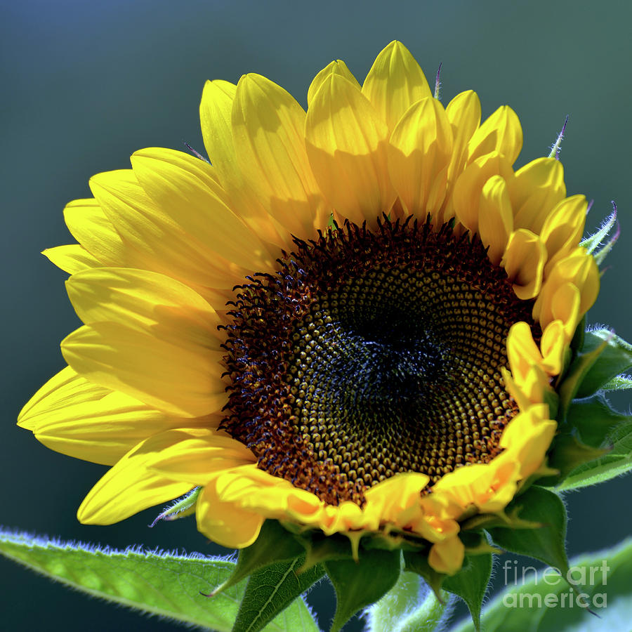 Sunflower 1940 Photograph