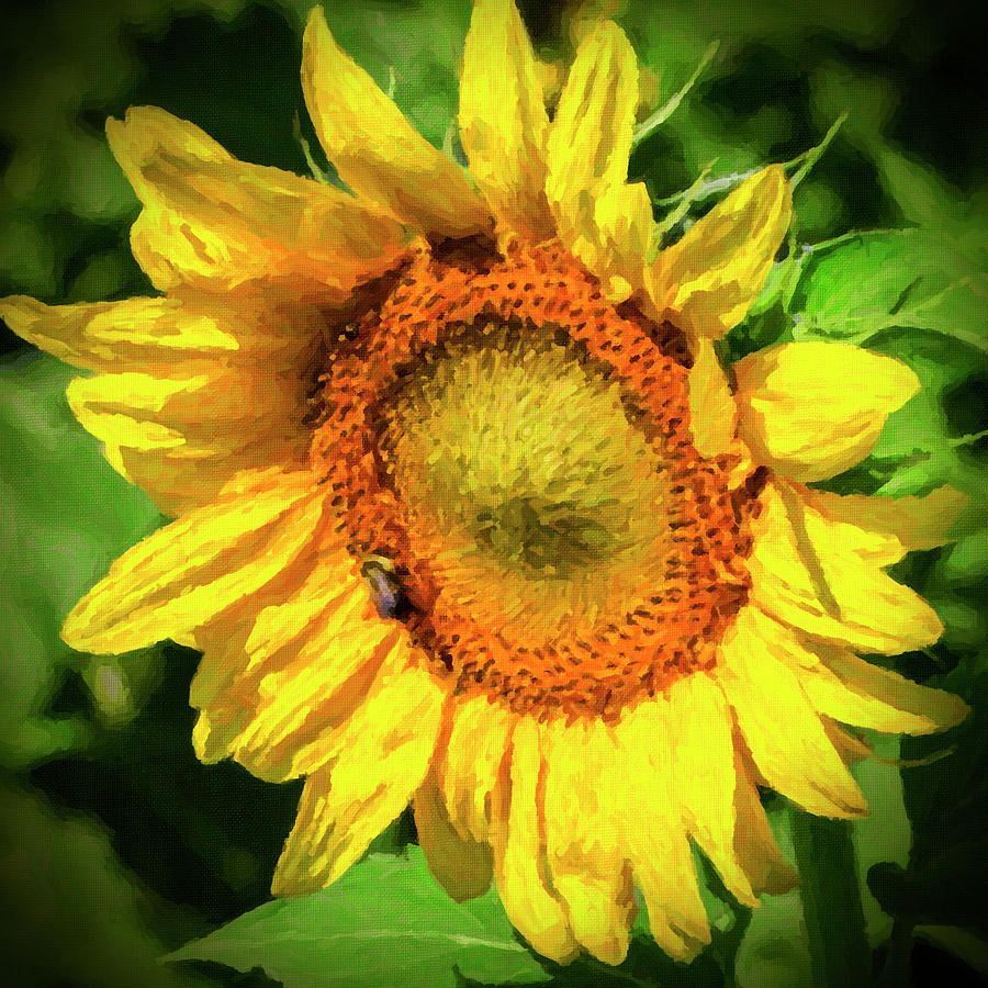Sunflower -2 Photograph by Alan Hausenflock
