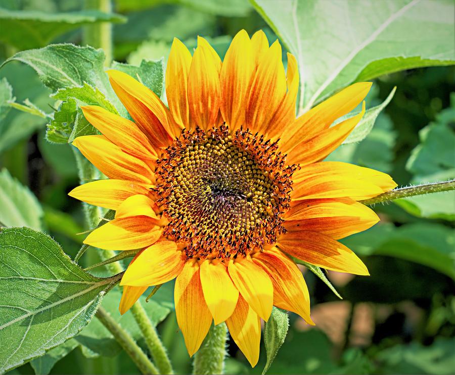 Sunflower 2 Photograph by Charles HALL