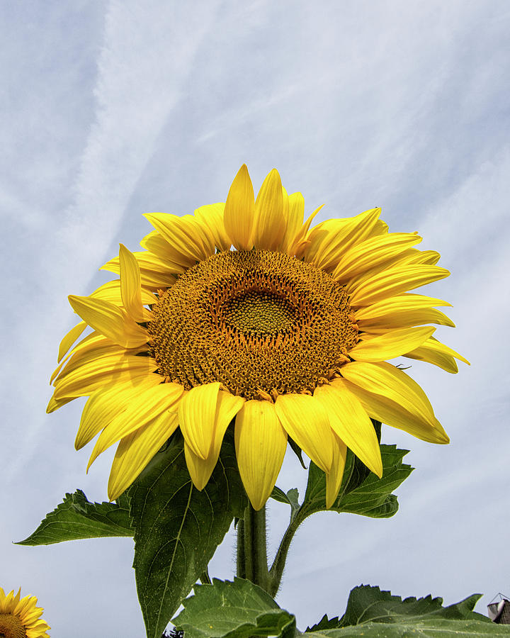 Sunflower 2 Photograph by Deborah Ritch