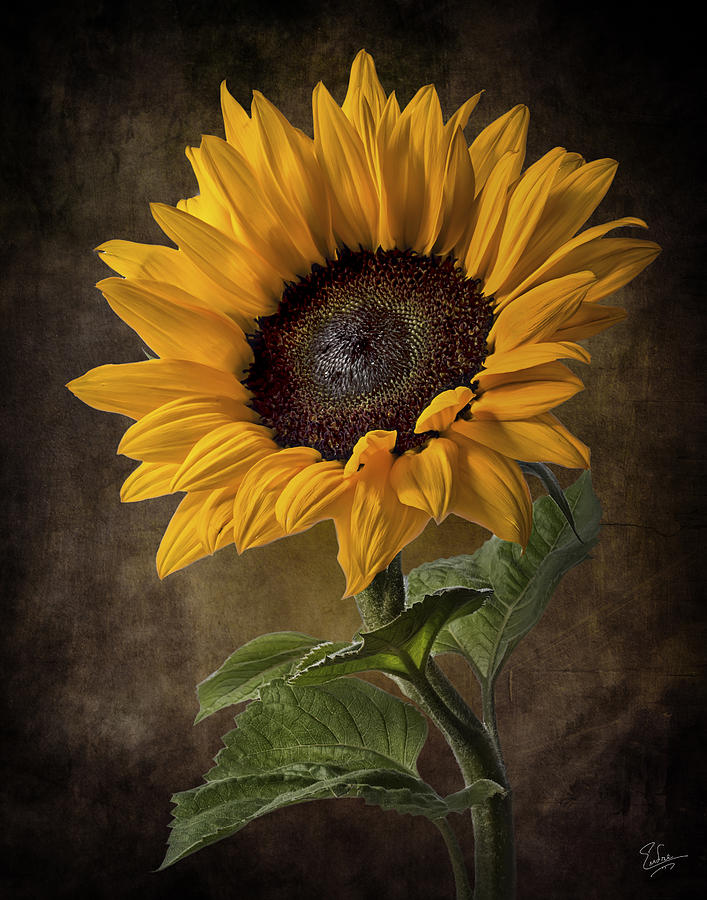 Sunflower 2 Photograph by Endre Balogh