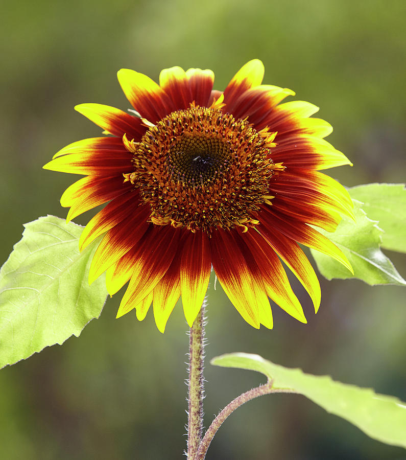 Sunflower 2 Photograph by Garden Gate