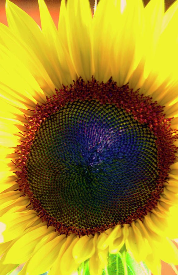 Sunflower 2 Photograph by Gary Brandes