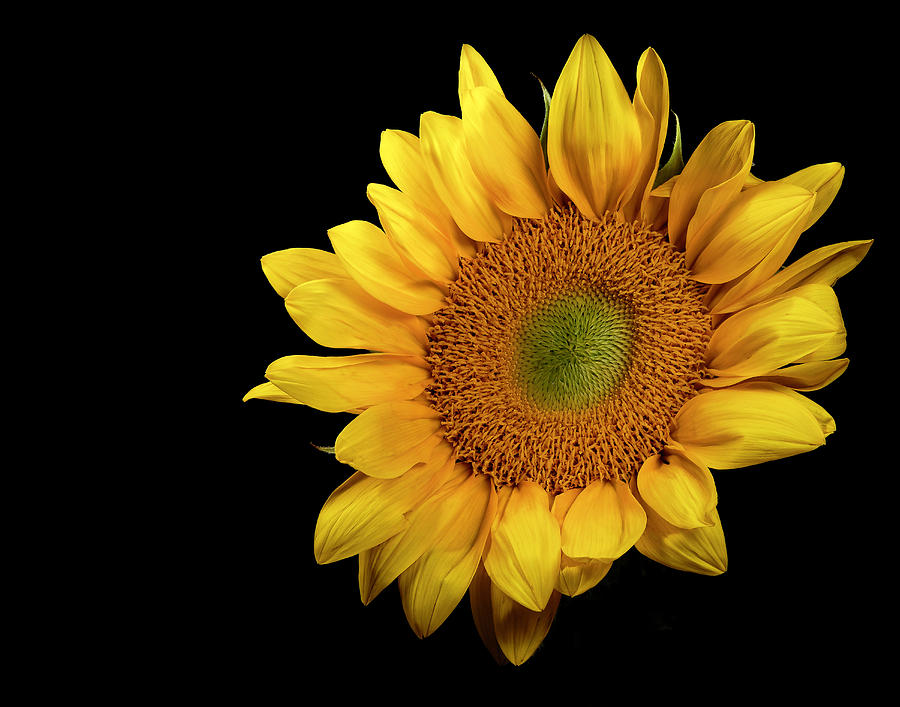 Sunflower 2 by James Sage Sunflower 2 by James Sage