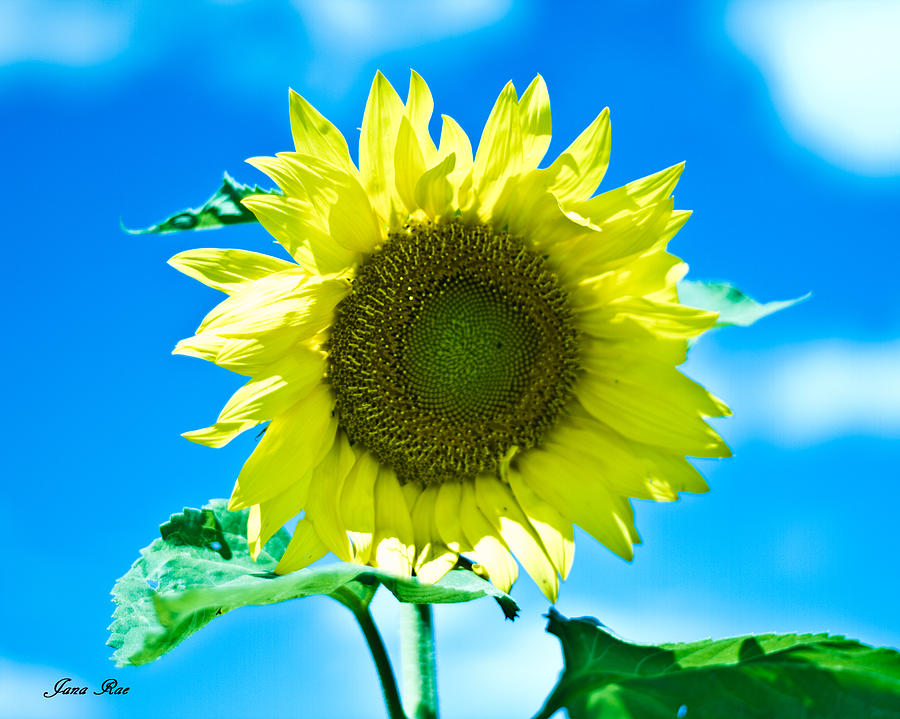 Sunflower 2 Photograph by Jana Rosenkranz
