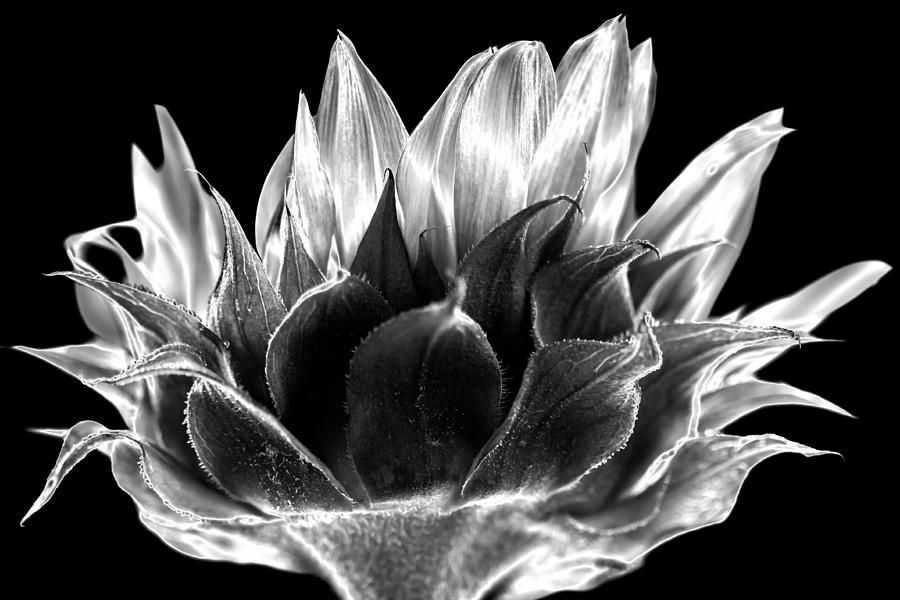 Sunflower 2 Photograph by Jonathan Nguyen
