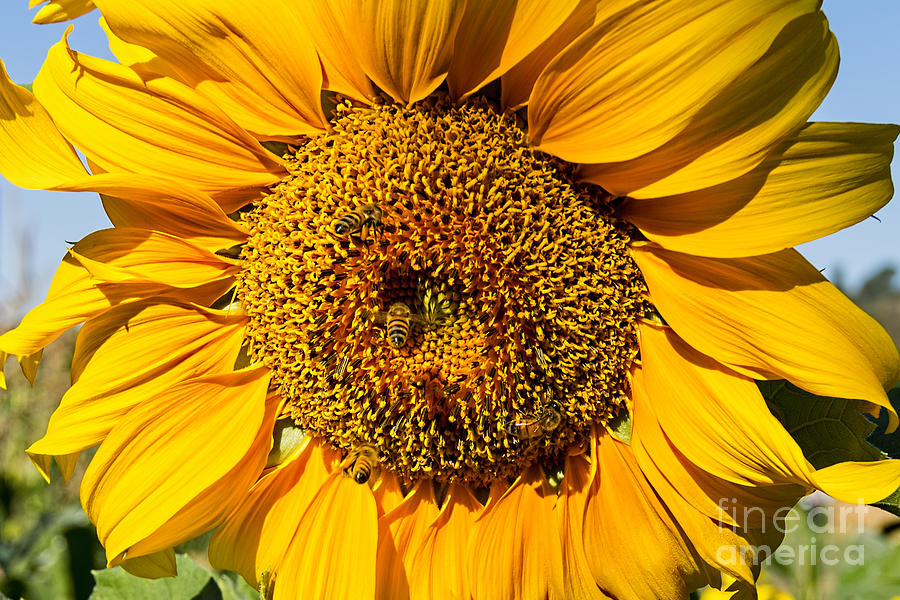Sunflower 2 Photograph by Baywest Imaging