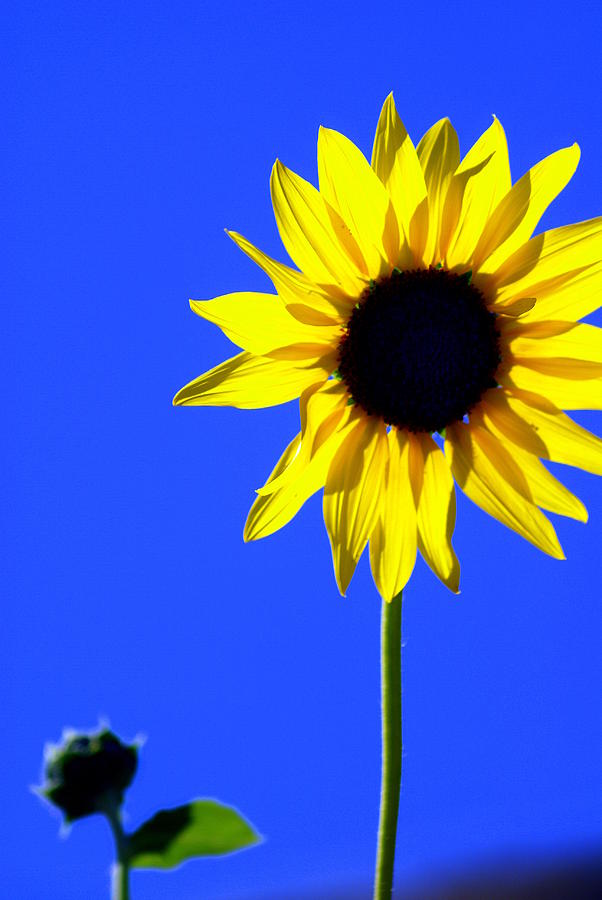 Flower Photograph - Sunflower 2 by Marty Koch