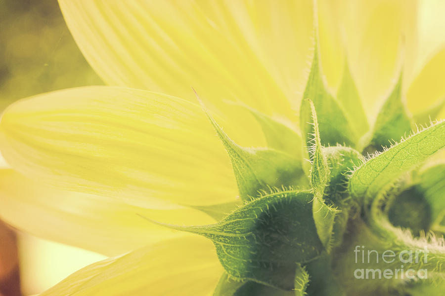 Sunflower 2 Photograph by Mellissa Ray