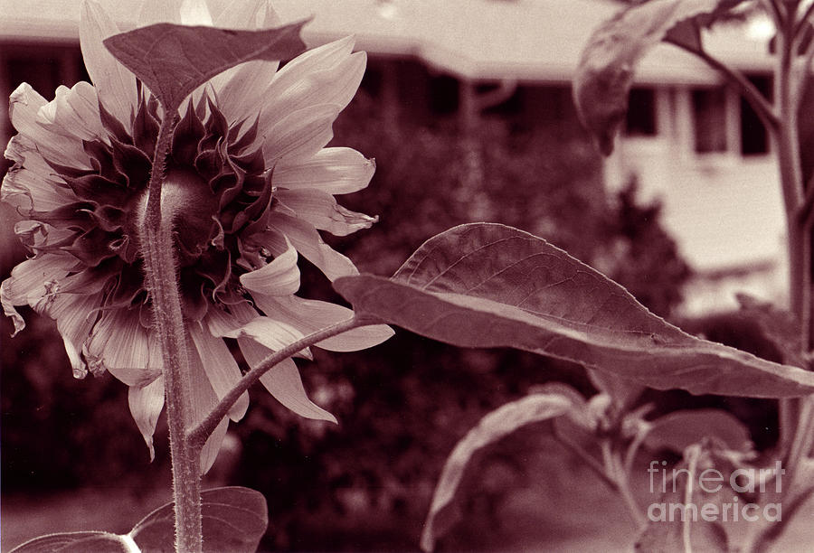 Sunflower 2 Photograph by Mukta Gupta
