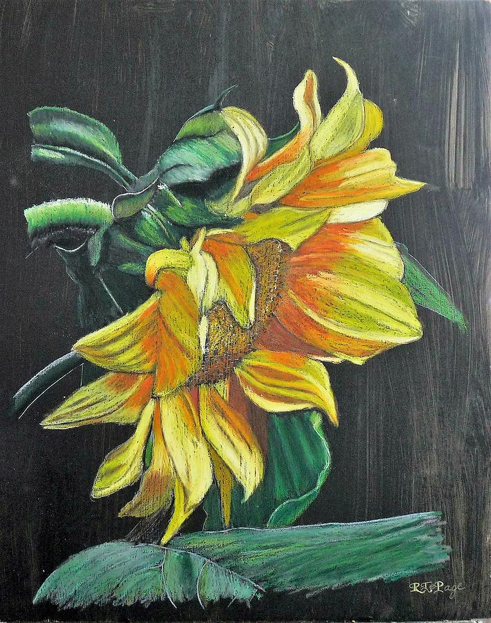 Sunflower 2 Pastel by Richard Le Page