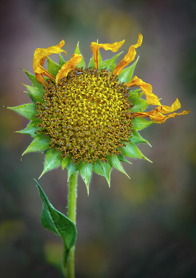 Sunflower 2 Photograph by Rick Mosher
