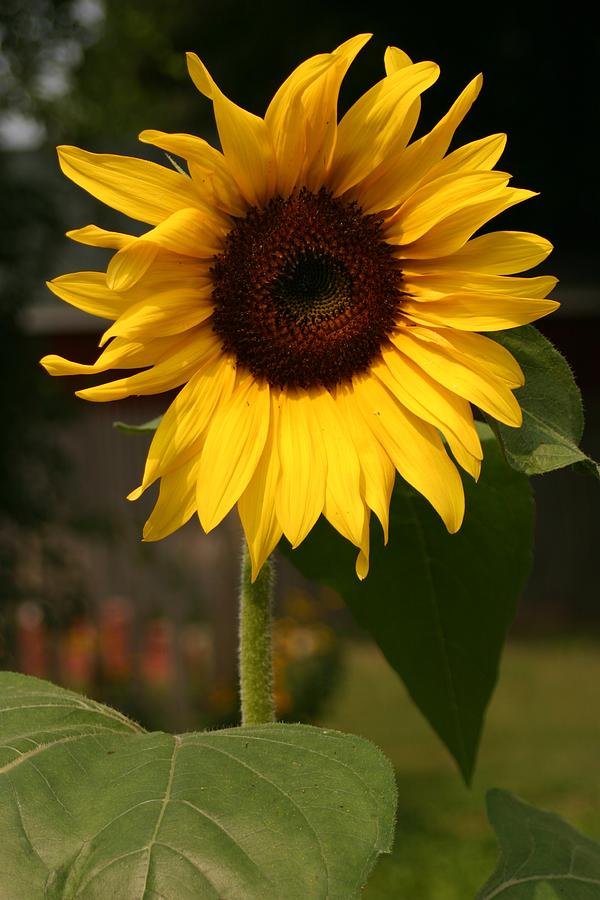 Sunflower Pyrography - Sunflower 2 by Robert Morin