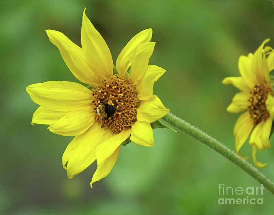 Sunflower 20 Photograph by Lizi Beard-Ward