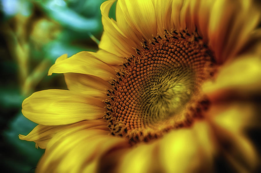 Sunflower 2006 Photograph by Plamen Petkov