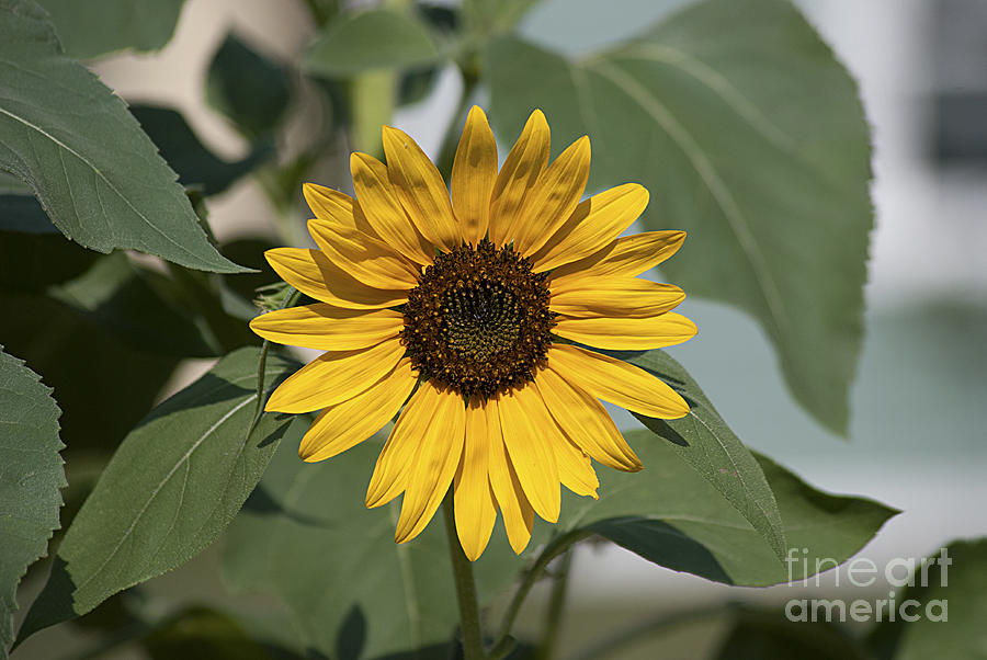 Sunflower 20120718_06a Photograph by Tina Hopkins