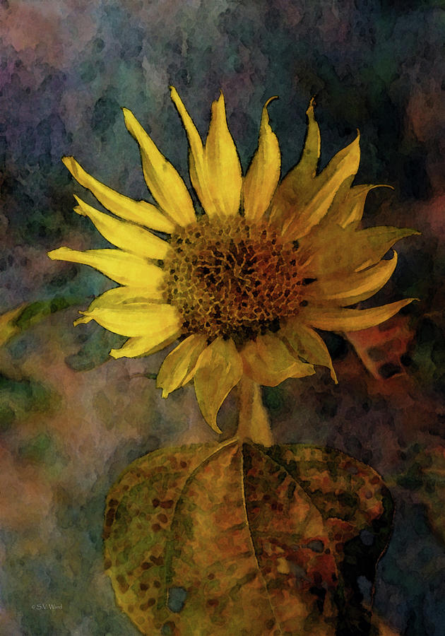 Sunflower 2262 IDP_2 Photograph by Steven Ward