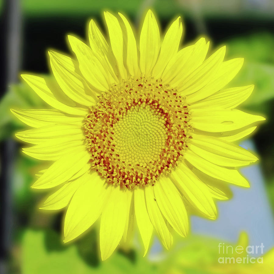 Sunflower 23  Photograph by Lizi Beard-Ward